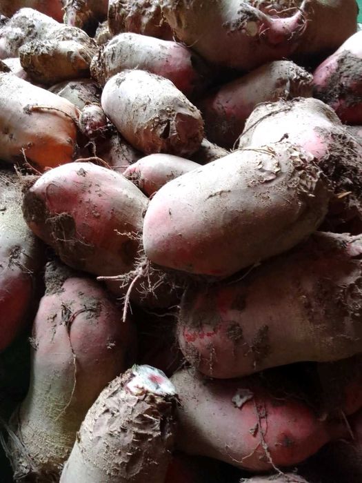 Sprzedam buraki pastewne