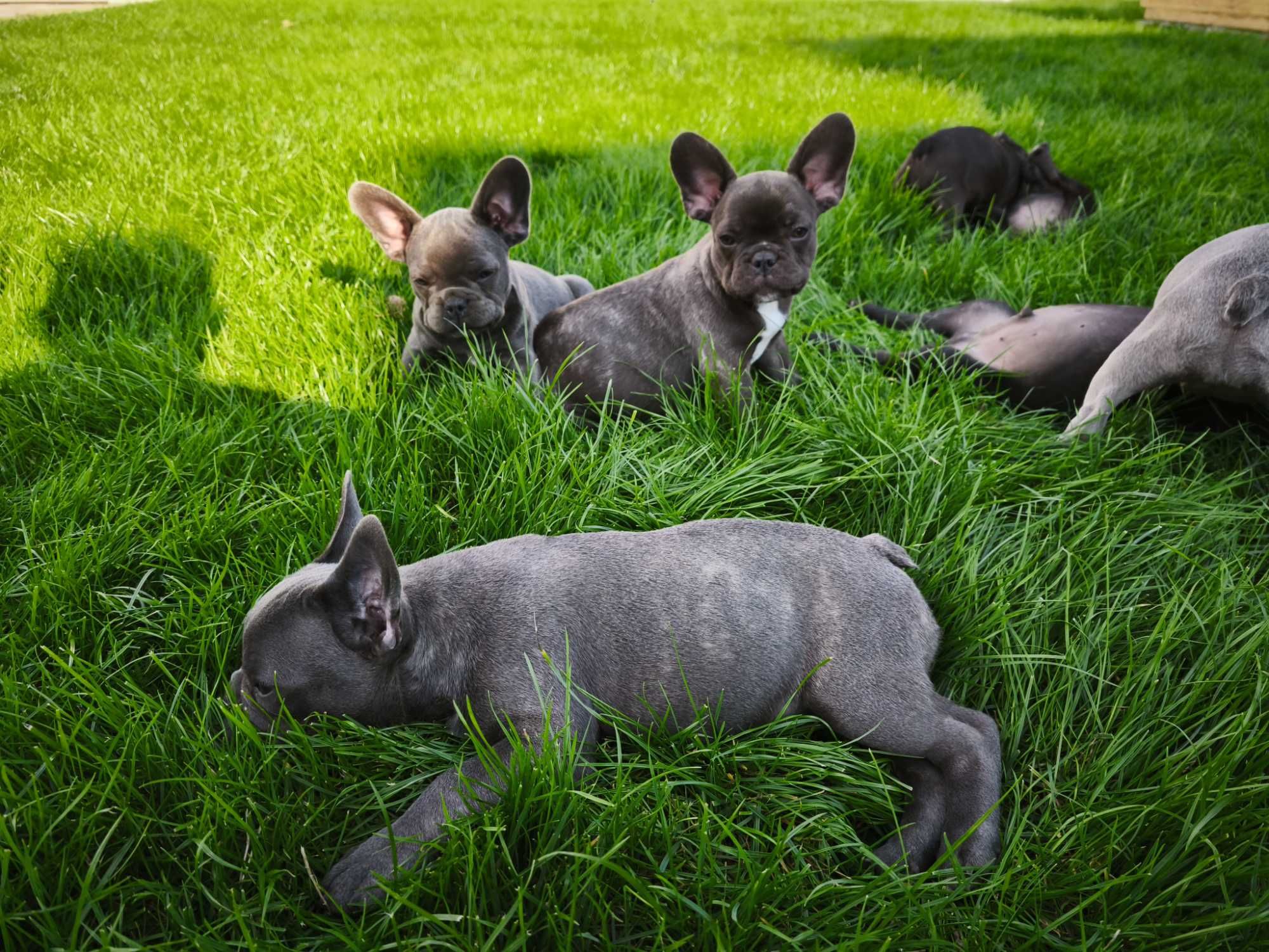 Buldog francuski sunia