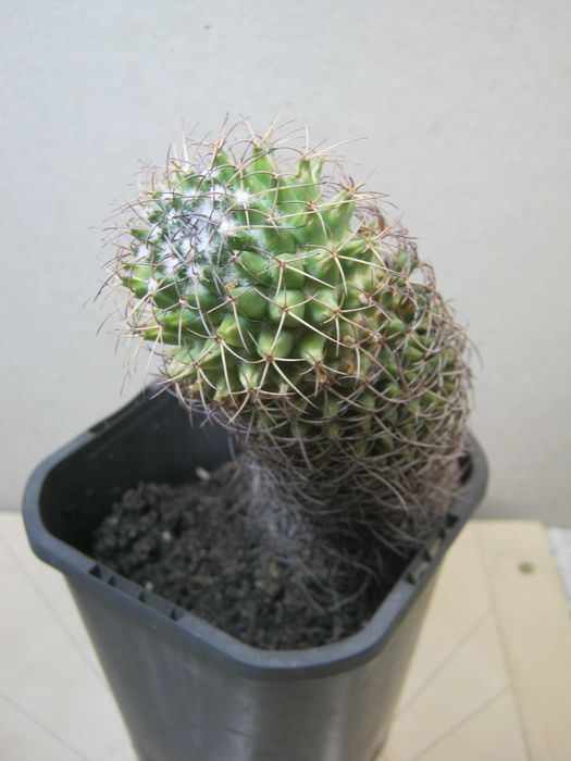 Кактус на підвіконня.