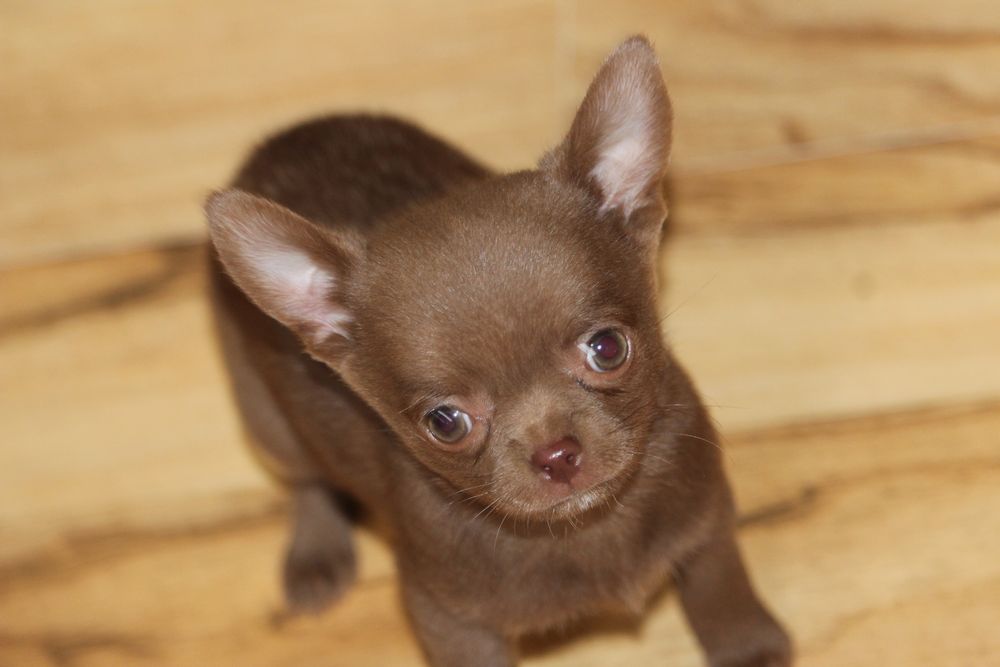 Chihuahua piesek