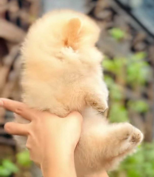 Mały miś pomeranian mini