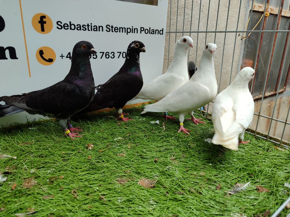 Gołębie. Antwerpskie. Orliki. Możliwy transport