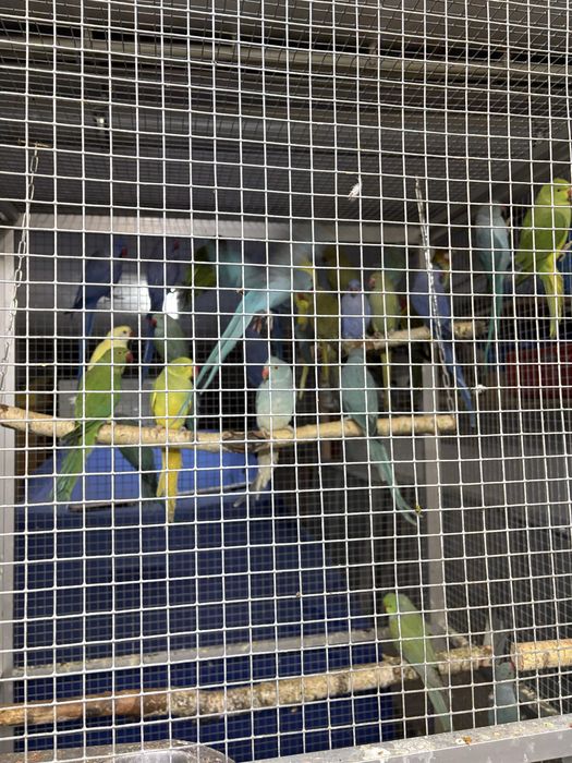 Aleksandretta obrożna