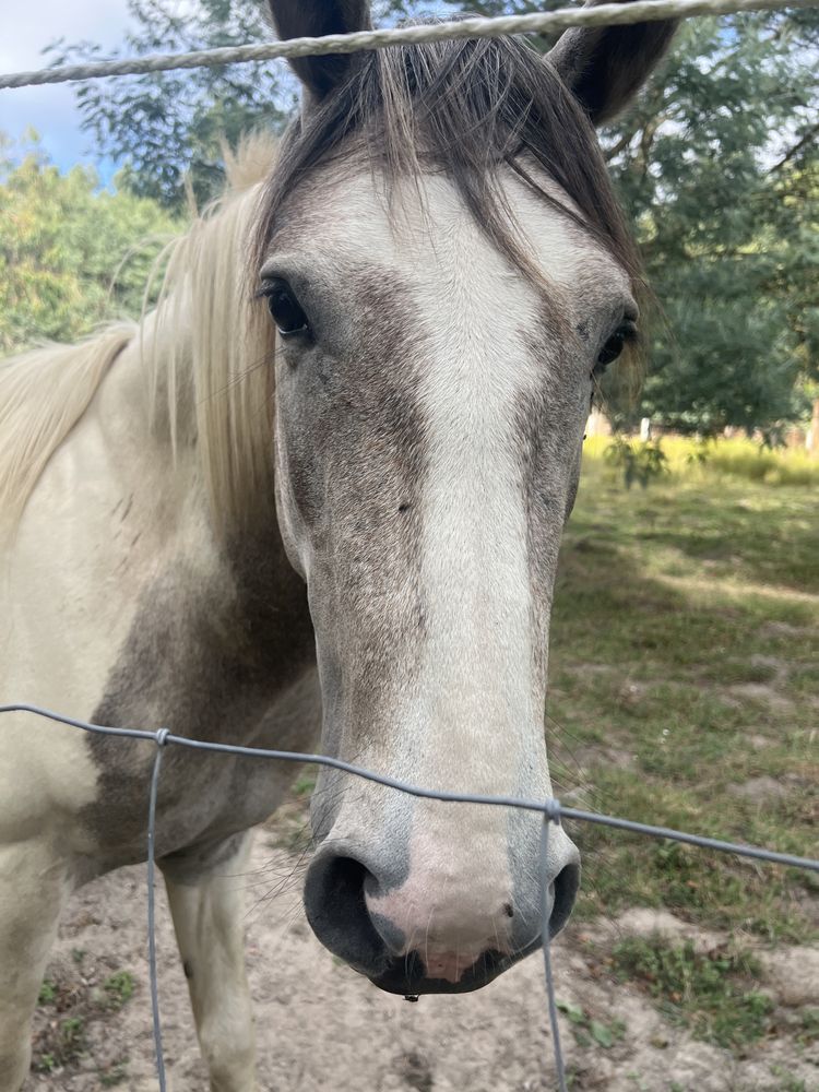 Cavalo tobiano inteiro com 3 anos