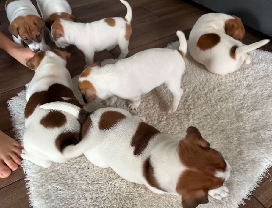 Jack Russell Terrier