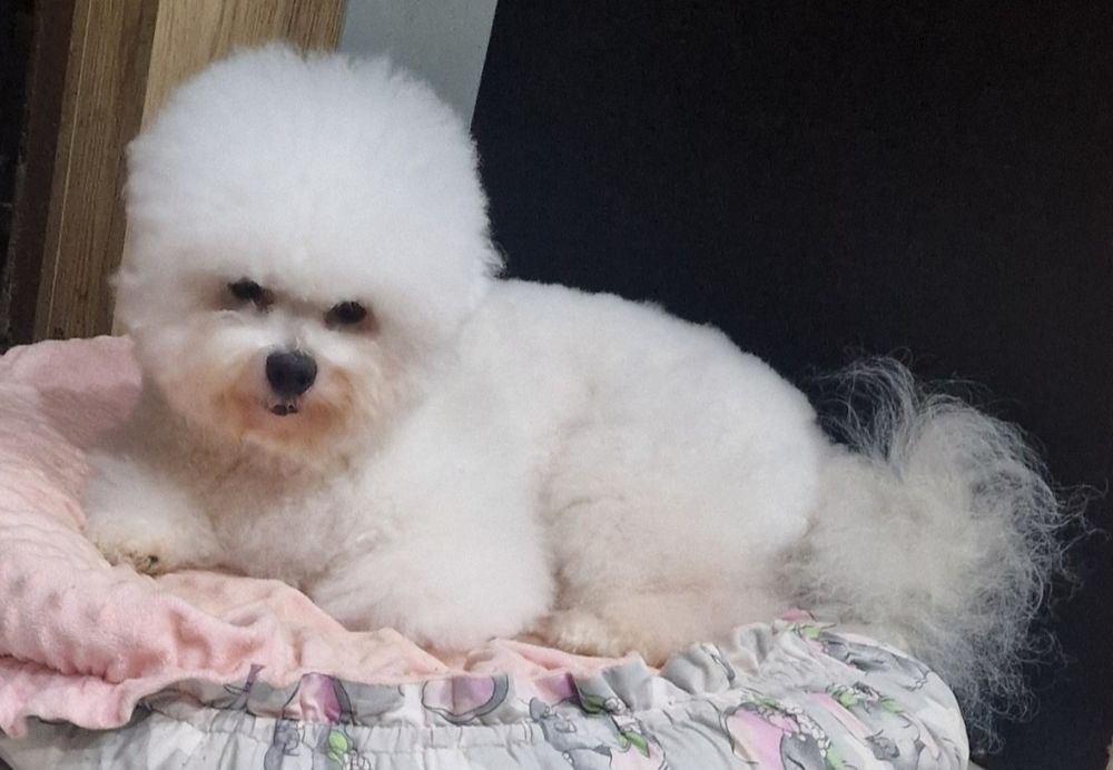 Bichon frise z rodowodem