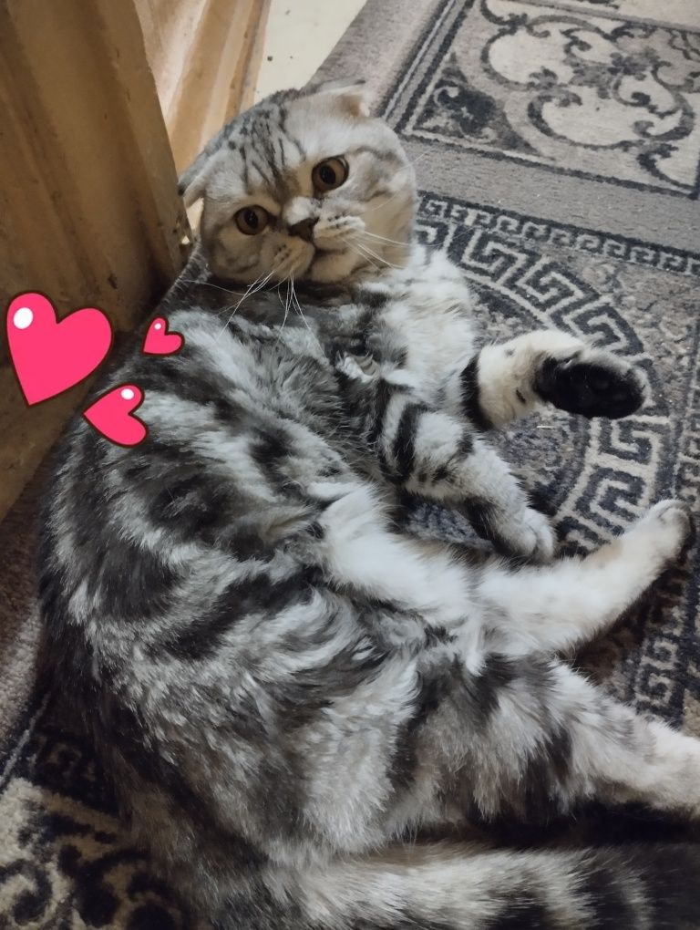 Вязка.Кот шотландский мраморный