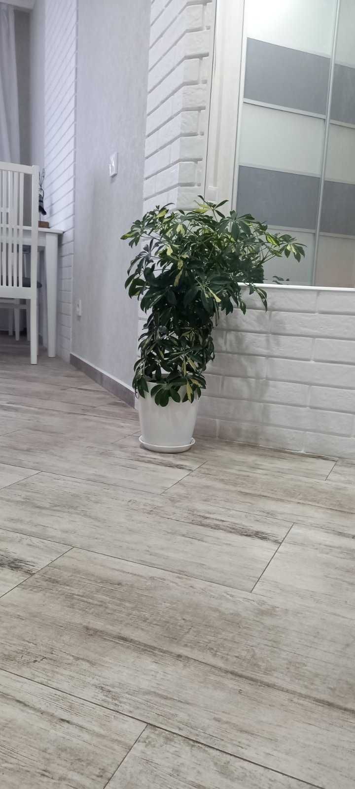 Продам вариегатную шефлеру