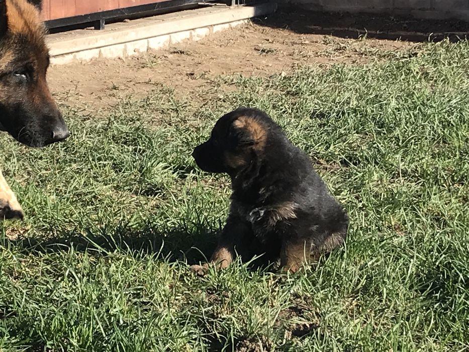 Szczeniaki Owczarek Niemiecki krotkowlosy FCI