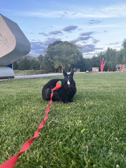 oddam króliczka w dobre ręce