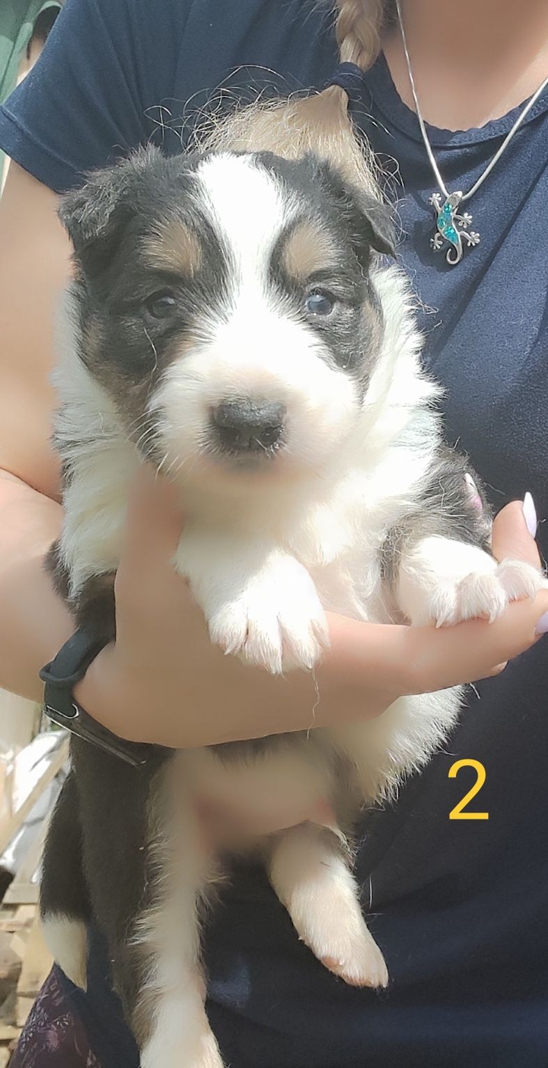 Border Collie piesek Tricolor OKAZJA