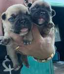 bulldogs francês  fawn bebés disponível p reserva