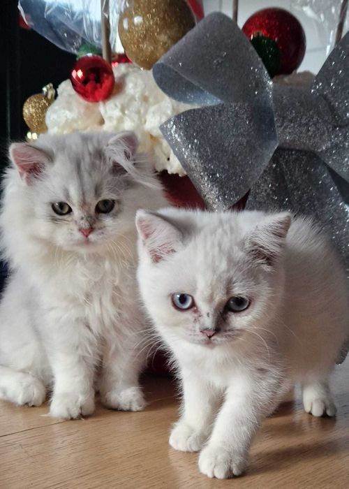 Koty Brytyjskie  z rodowodem