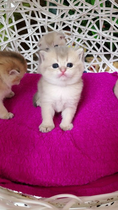 Нежненькие и ручные малыши золотая шиншилла