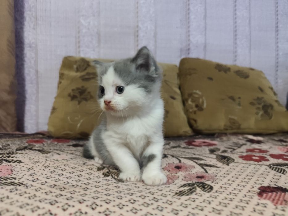 Кошечка мама веслоуха шотландка