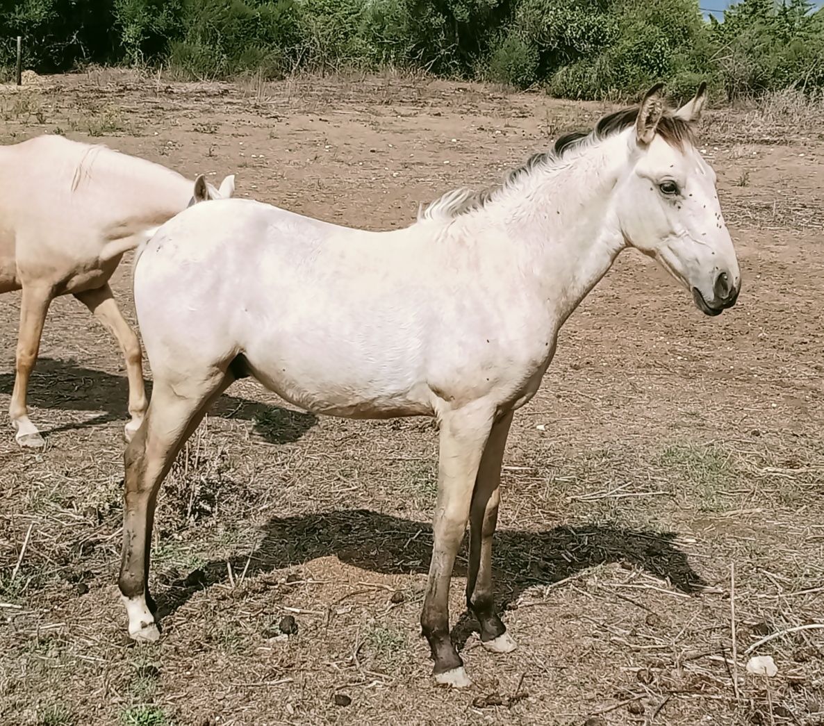 Poldro Lusitano baio  letra U