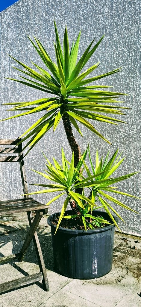 Planta Yucca  em vaso
