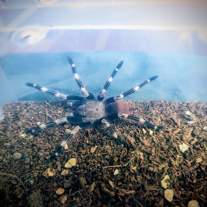 Pająk ptasznik Vitalius chromatus NS