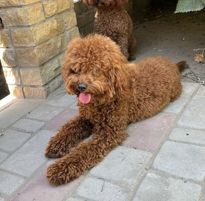 Готовий до вʼязки Арчі той Пудель