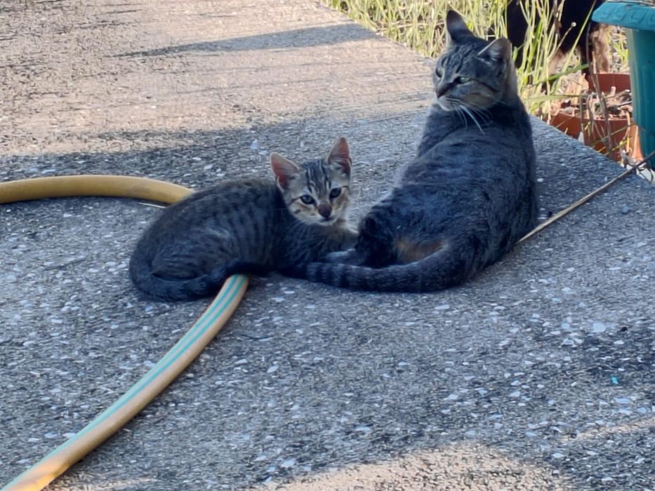 Gatinhos para dar