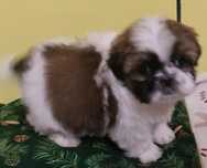 Suczka rasy shih tzu three color