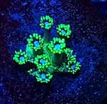 Goniopora Green S . Koralowiec LPS . Akwarium Morskie