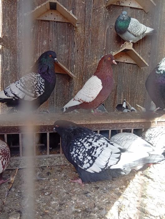 Ryś Polski mewka Polska garlacze