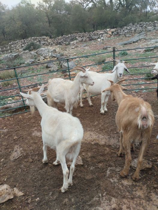 5 cabras prenhas
