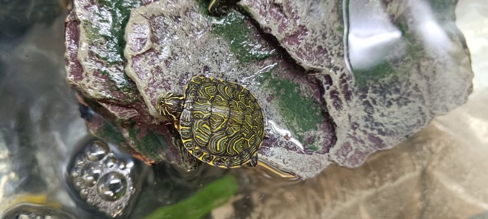 Żółwie Venusta - Trachemys Venusta