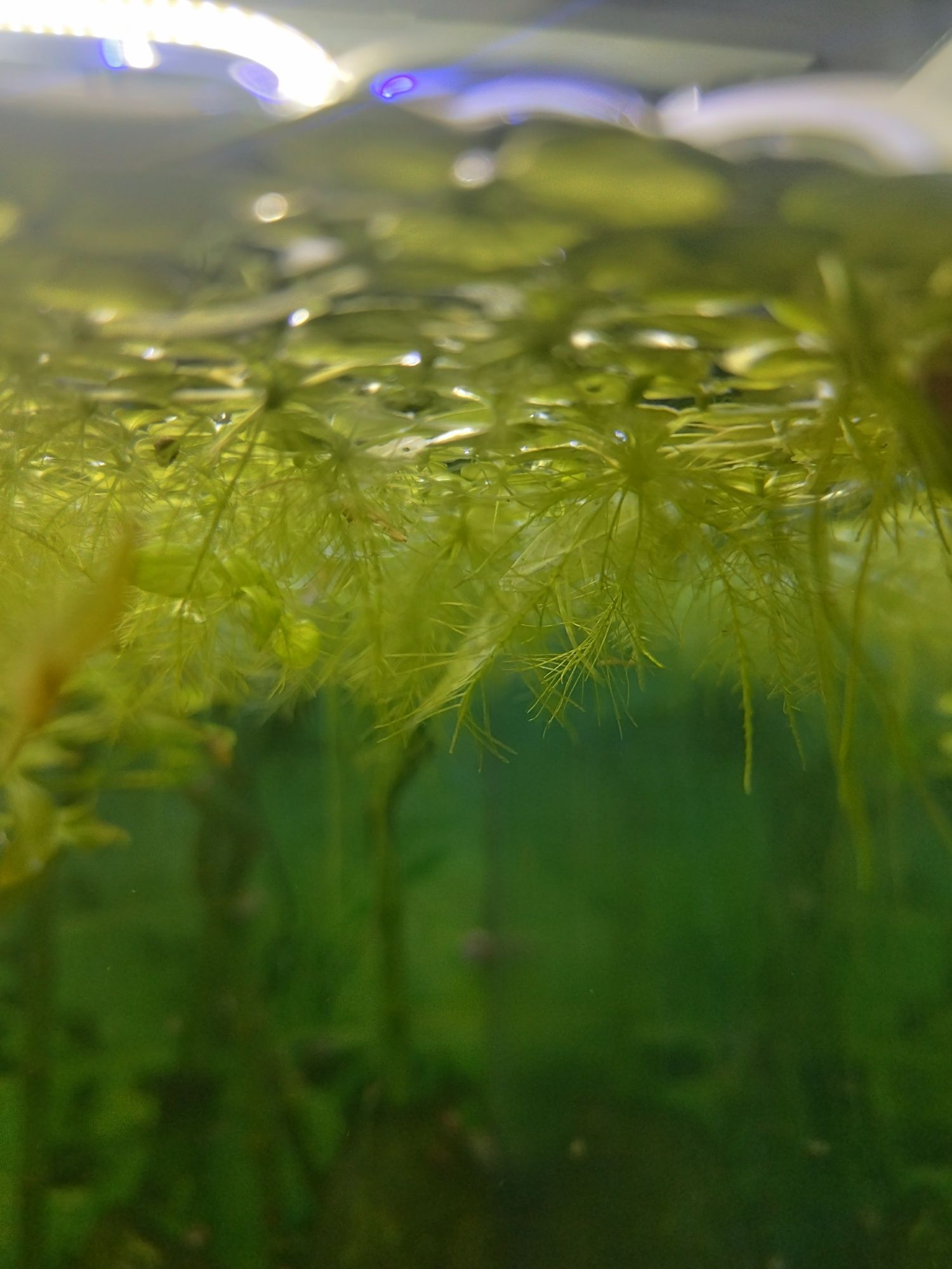 Plantas flutuantes de aquário