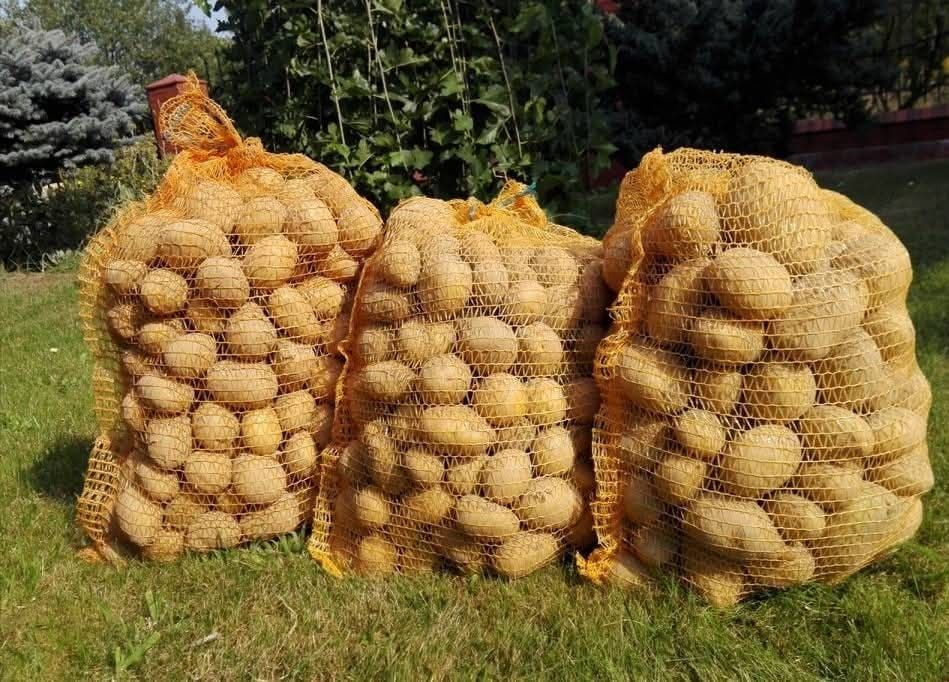 Ziemniaki Vineta i Anuszka