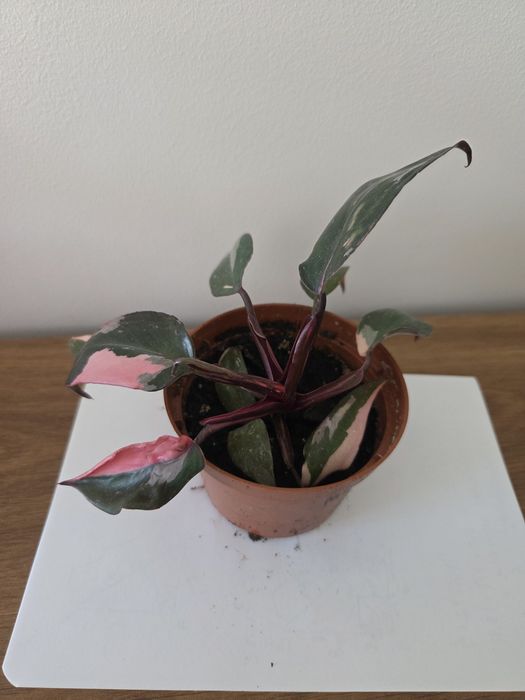 Philodendron pink princess mała roślina