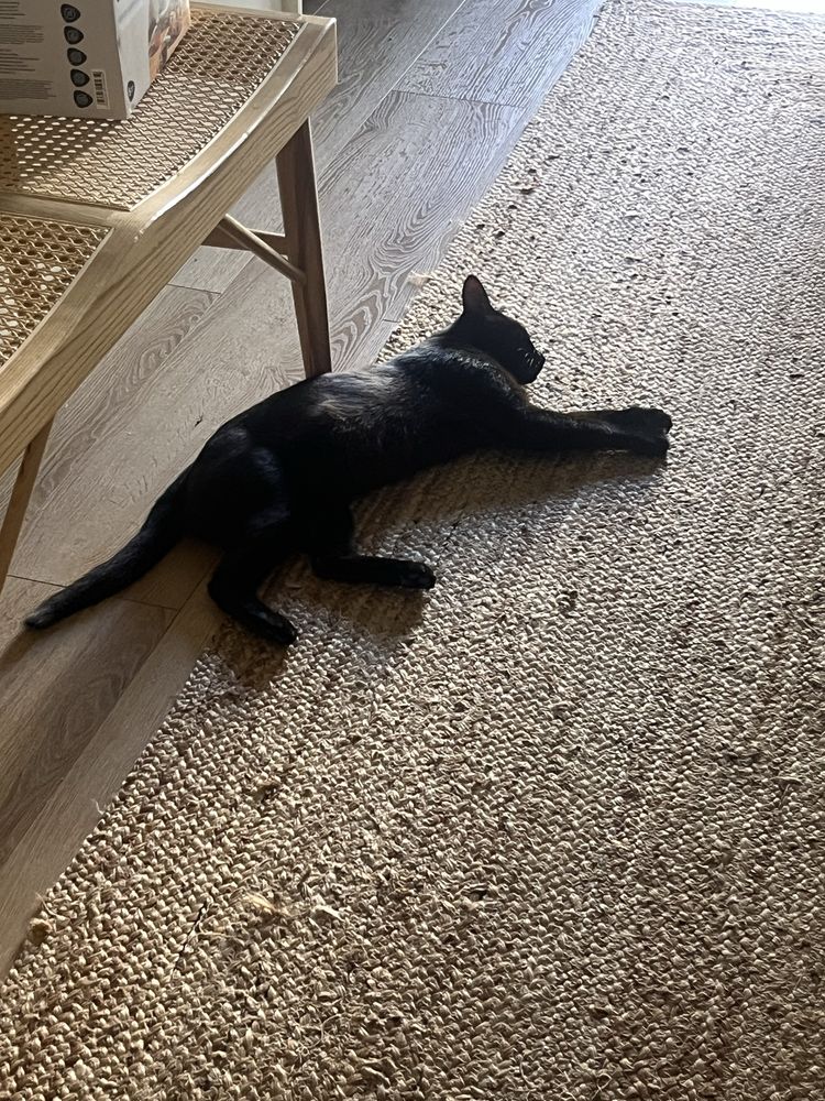 gatinho para adocao