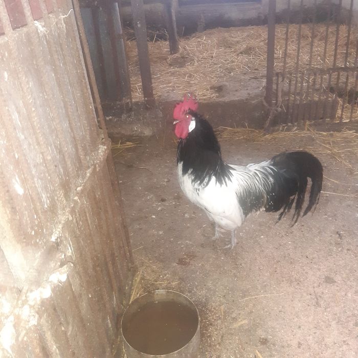 Koguty  ozdobne lakenfelder