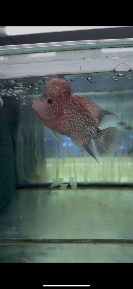Flowerhorn texas