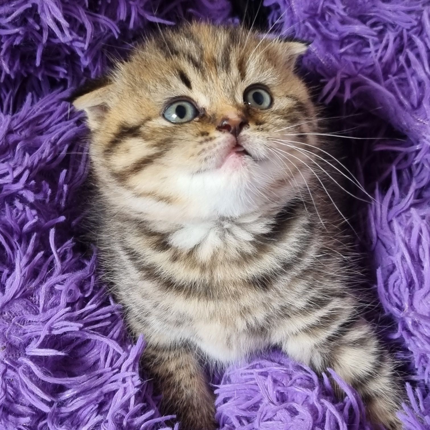 Вислоушки и прямоушки шотландские котята!