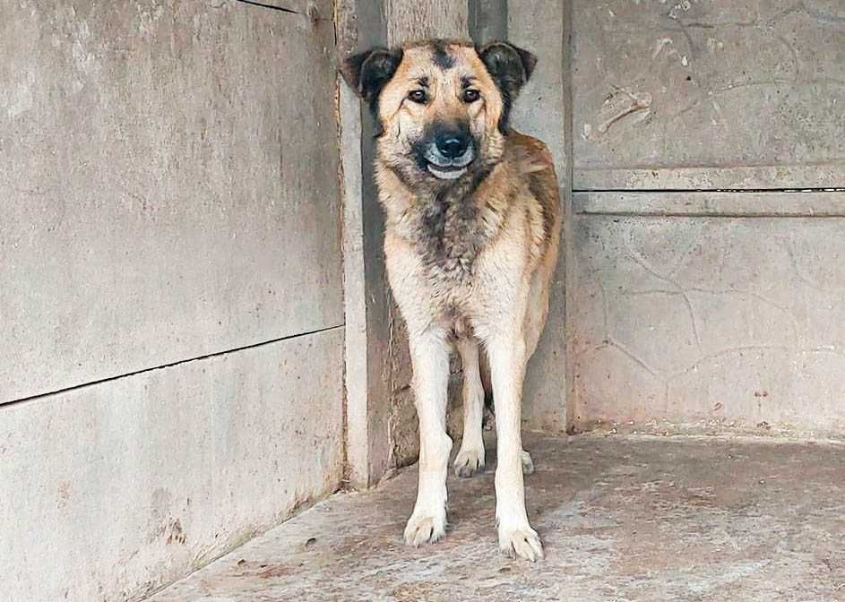 MALEZJA - sunia prosi o dom