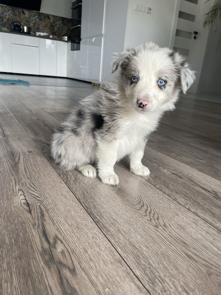 Border Collie Piesek