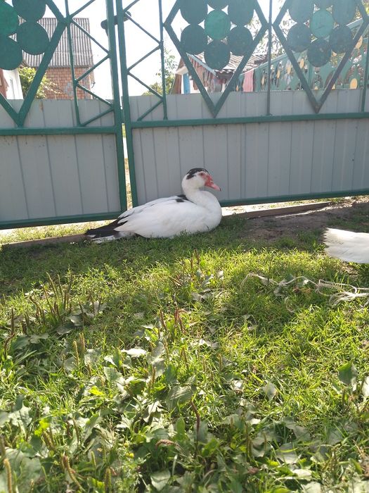 Продам індокачкі качок