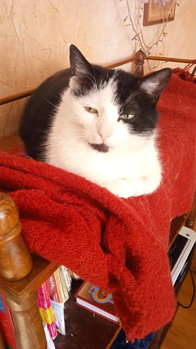 Стерилізована, лагідна киця