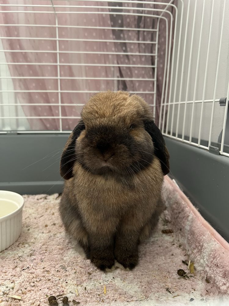 Królik mini lop samiczka