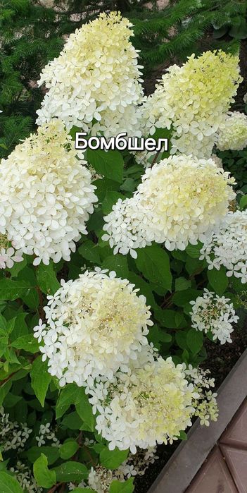 Гортензія волотиста, метельчастая