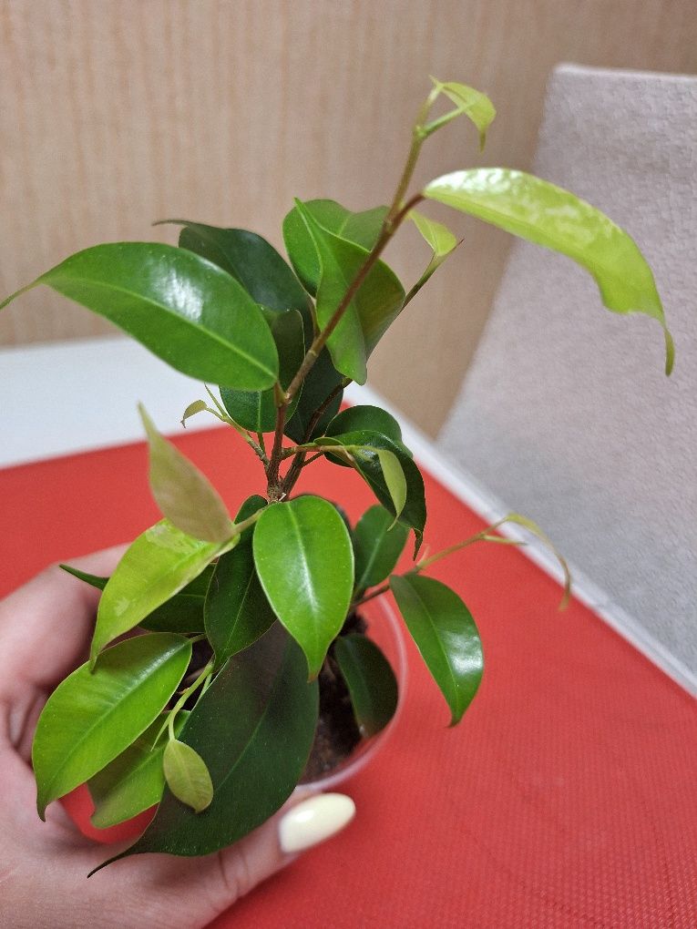 Продам фікус Сафарі