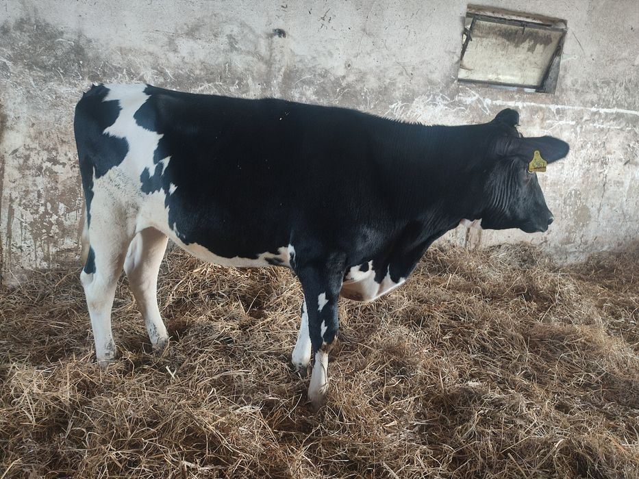 Jałówki hf w świetnej kondycji