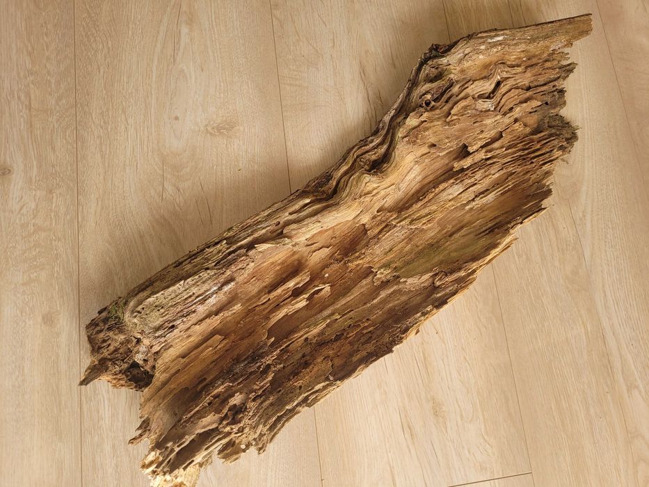 naturalny korzeń 60 cm na 20 cm - do akwarium terrarium gekon agama