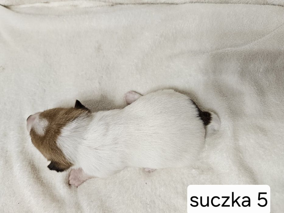Suczka Jack Russell Terrier