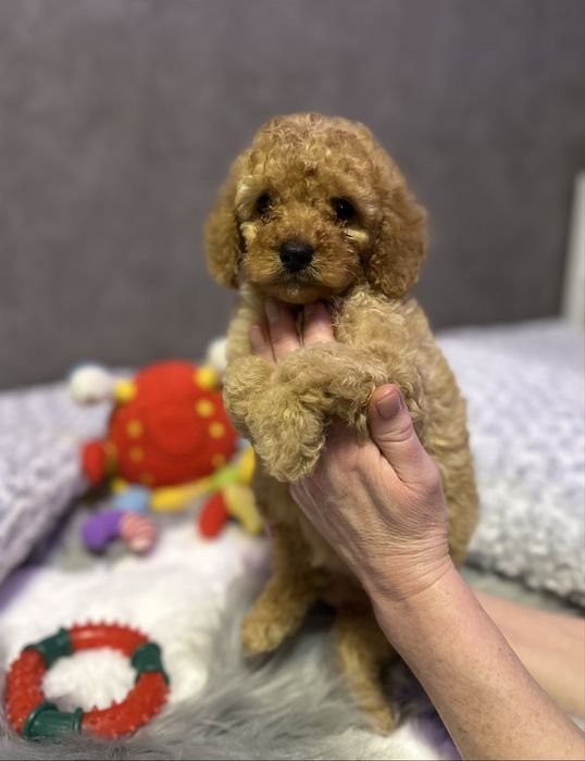 Детки пуделя,красотуны!