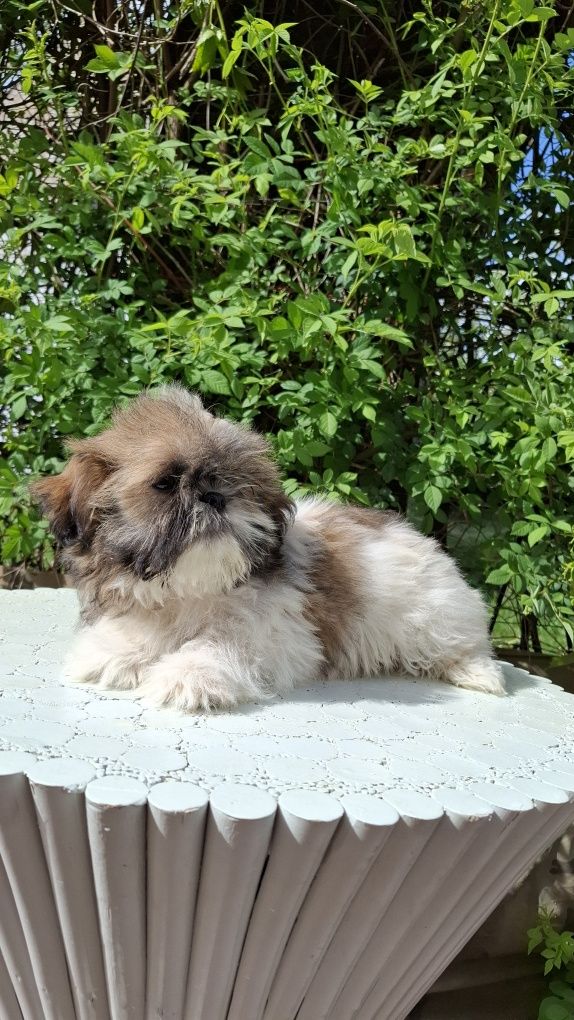 Shih tzu  chłopiec