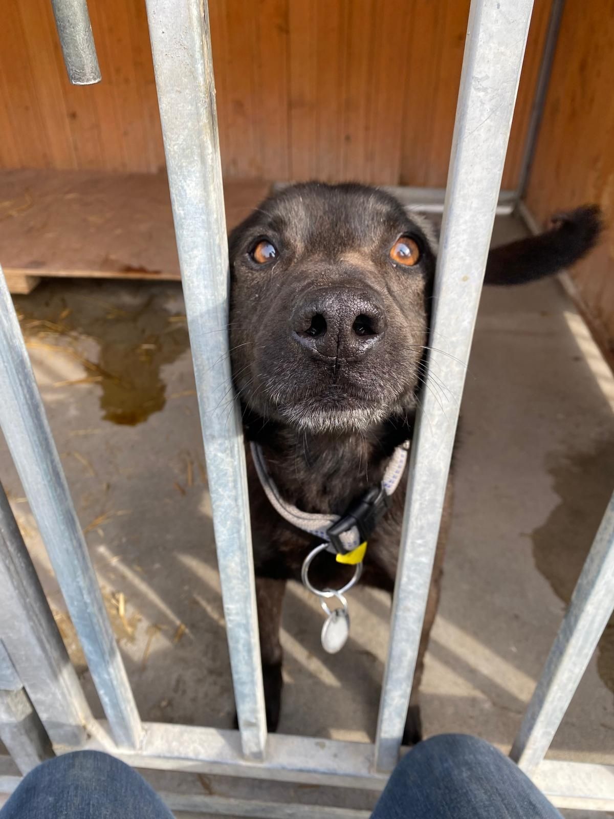 Młody Laos czy czarna sierść będzie jego przekleństwem?! Adopcja dt