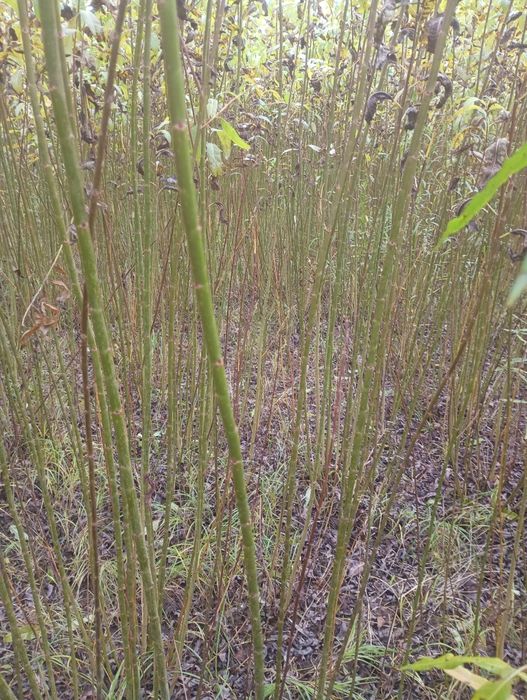 Sprzedam wiklinę amerykankę okolo;25t